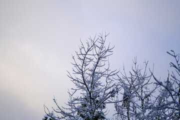 Fototapeta na wymiar 空に伸びる美しい枝と雪化粧