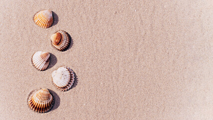 Shell sea with seashells, shells on sand tropical ocean beach. Copy space of summer vacation and business travel concept.