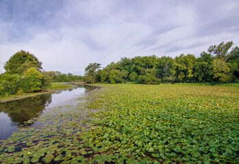 Fototapeta premium 620-56 Lily Pads At DesPlains F&W Area
