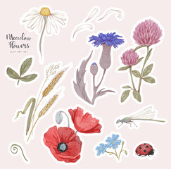 Hand drawn meadow flowers illustrations. Isolated watercolor natural sticker pack. Floral clip art set.