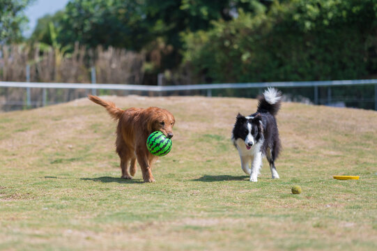 Golden Retriever and Border Collie playing in the grass