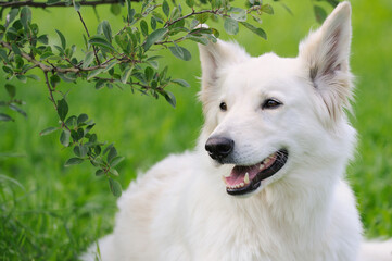 happy White Swiss Shepherd in the nature Weisser Schweizer Schäferhund. Berger Blanc Suisse