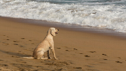 Dog on the beach watching the waves