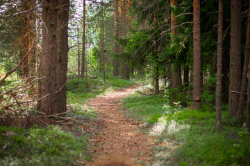 forest landscape in summer, selective focus