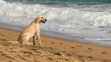 Dog on the beach watching the waves