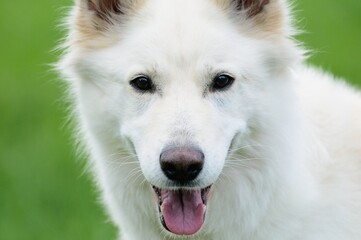 Fototapeta premium happy White Swiss Shepherd in the nature Weisser Schweizer Schäferhund. Berger Blanc Suisse