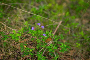 bluebells in the green grass, selective focus