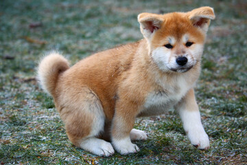 Akita Inu Welpe