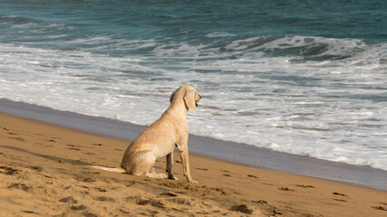 Dog on the beach watching the waves