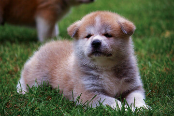 Akita Inu Welpe
