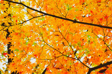 autumn leaves background