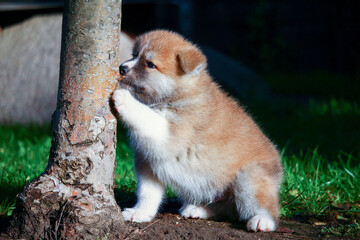 Akita Inu Welpe