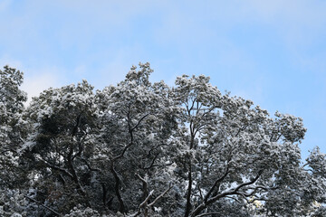 雪が積もる木と青空