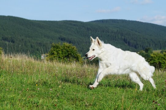 White Swiss Sherherd - Berger Blanc Suisse runs in the field or meadow