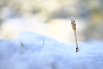 雪から伸びる美しいツクシ
