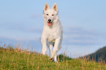 White Swiss Sherherd - Berger Blanc Suisse runs in the field or meadow