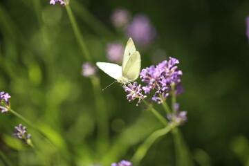 Buterfly cabbage butterfly on flower, macro. Pieris brassicae pollinating lavender in the garden.