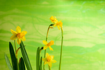 a miniature daffodil flower with a green background