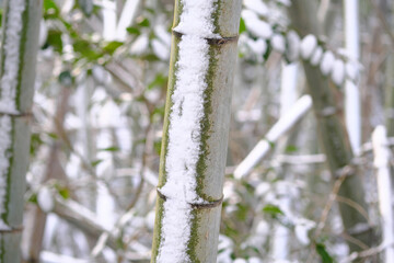 竹に残る冷たい雪