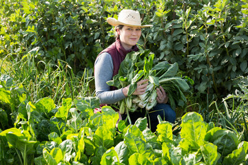 Cheerful woman farmer harvesting giant chard in plantation