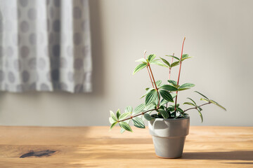 ダイニングテーブルに置かれるフレッシュな観葉植物、背景は白壁とグレーのカーテン