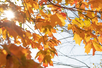 yellow maple leaves on a sunny day in the city