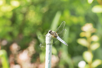 Dragonfly in the nature. Dragonfly in the nature habitat. Beautiful nature scene with dragonfly outdoor.a background wallpaper.The concept for writing.