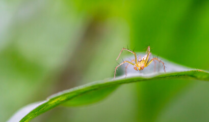 Oxyopes salticus , Orange spiders on a leaf macro.