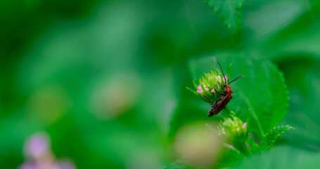 Small orange (Pumpkin beetle, Cucurbit beetle, Squash beetle) insect walking on green leaf against a blurred background.