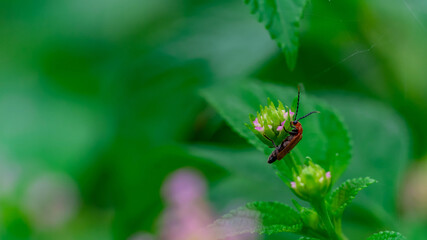 Small orange (Pumpkin beetle, Cucurbit beetle, Squash beetle) insect walking on green leaf against a blurred background.