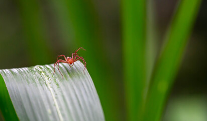 Oxyopes salticus , Orange spiders on a leaf macro.