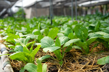 Organic green vegetable planting farm