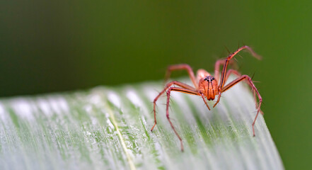 Oxyopes salticus , Orange spiders on a leaf macro.
