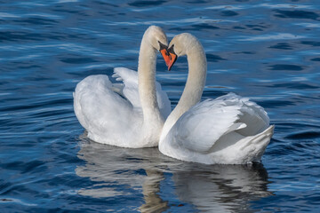 Pair of mute swans, swimming on the Huron river