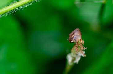 Macro of snail on grass green blade, low point of view over green garden background