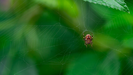 Closeup on a cross spider, also called european garden spider, diadem spider or pumpkin spider