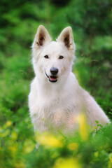 Fototapeta premium White Swiss Shepherd dog sits in the forest Weisser Schweizer Schäferhund