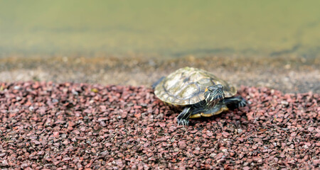 Turtle basking on the tree stump in fresh water pond of Chinese garden.