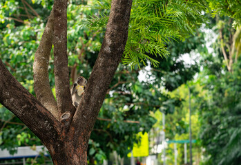 Long tailed macaque monkey eating plastic bag in a park in Punggol, Singapore