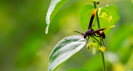 Macro shot of black skinny bee on leaf