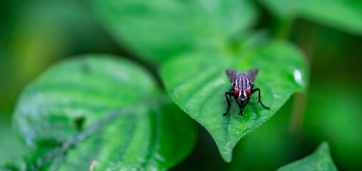 Insect fly red eyes on leaf macro shot