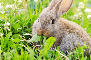 The rabbit cub sits in the grass and looks into the camera. In the teeth leaves of grass, copying space, selective focus.