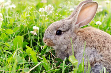 A small cub rabbit sits in the grass clover and chews grass, gray-brown color. The concept of summer, spring, walking pets, selective focus.
