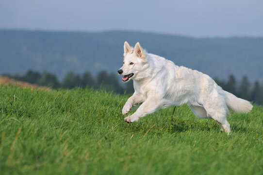 funny White Swiss Shepherd dog- Berger Blanc Suisse runs in the meadow