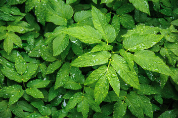 water drops on the green leaves. beautiful close up nature background. freshness concept