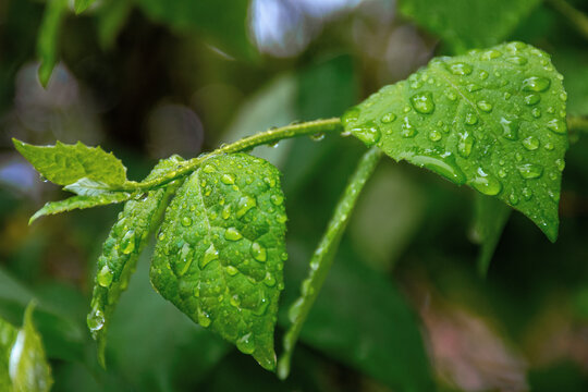 water drops on the green leaves. beautiful close up nature background. freshness concept