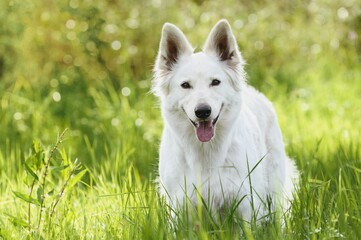 White Swiss Shepherd dog stands in the flower meadow Weisser Schweizer Schäferhund