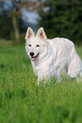 White Swiss Shepherd dog stands in the meadow Weisser Schweizer Schäferhund