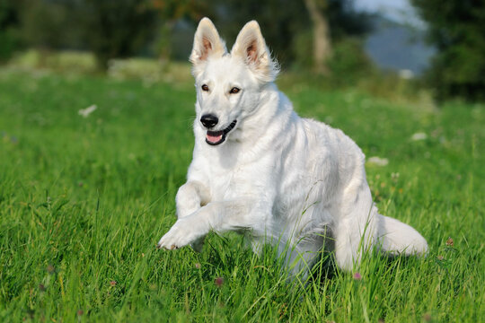 White Swiss Shepherd dog runs in the flower meadow Weisser Schweizer Sch&auml;ferhund