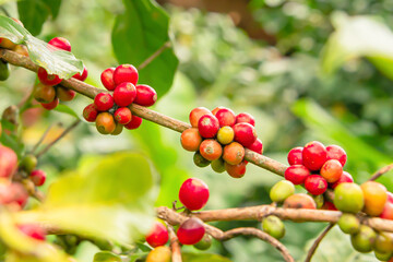 Coffee beans that are ready to be harvested.